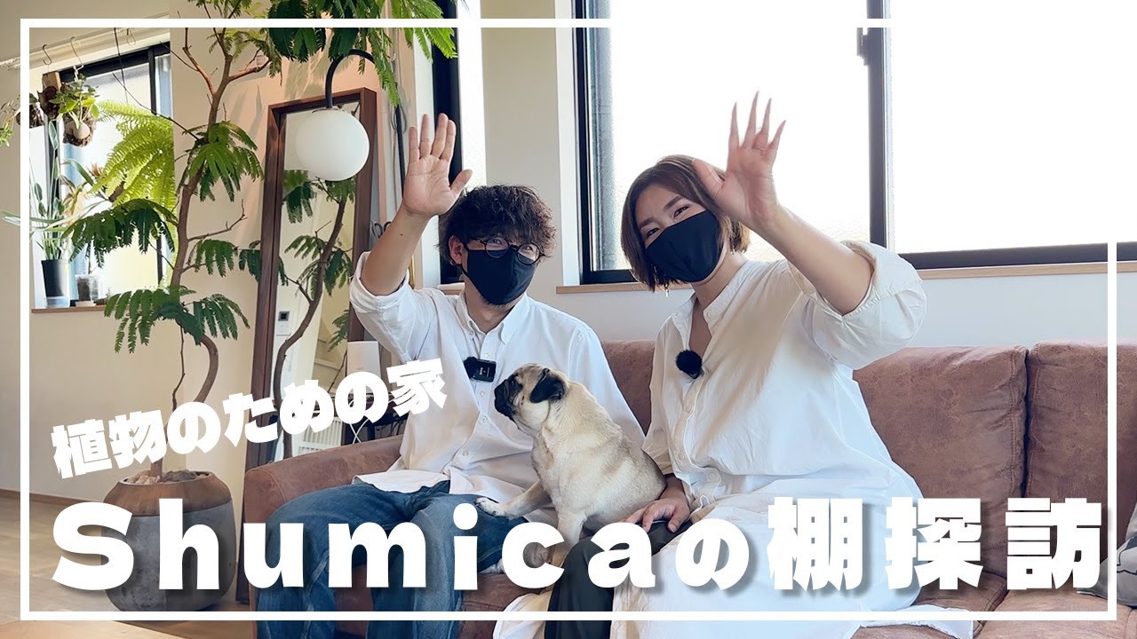 Shumicaさん宅で観葉植物と珍奇植物に癒されてきた【趣味家の棚探訪】