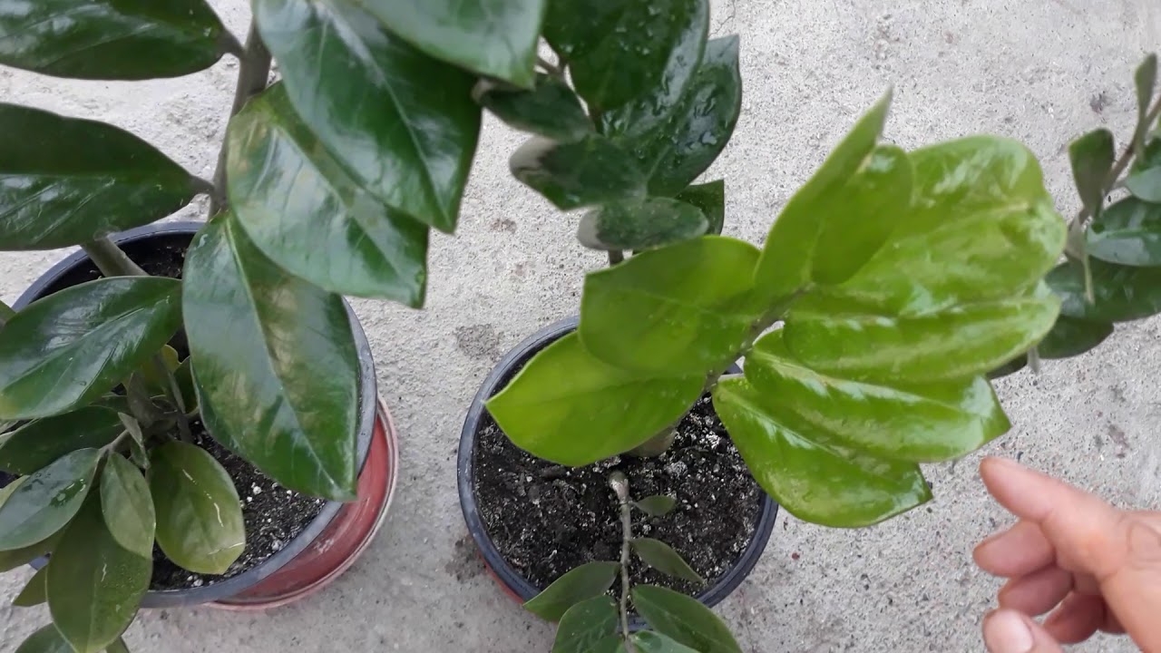 ZAMİA HANGİ TOPRAĞI SEVER, BAKIMI NASILDIR