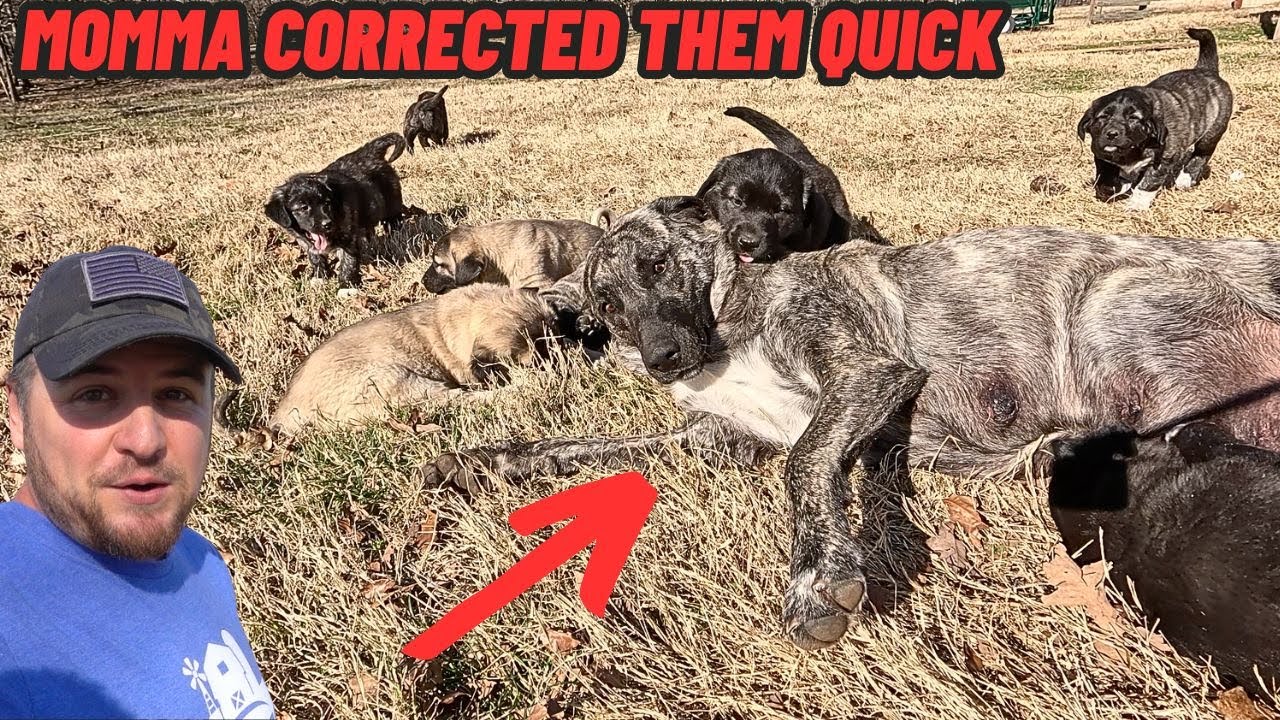 GUARD DOG PUPPIES First Day In The BIG FIELD Wore Them Out!