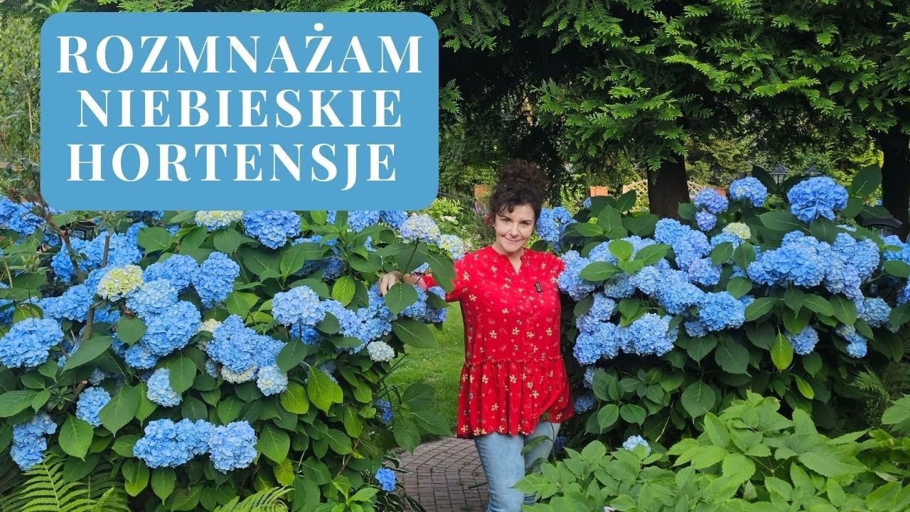 Co zrobić, żeby hortensje  kwitły na niebiesko? Jak rozmnożyć hortensję przez sadzonki?