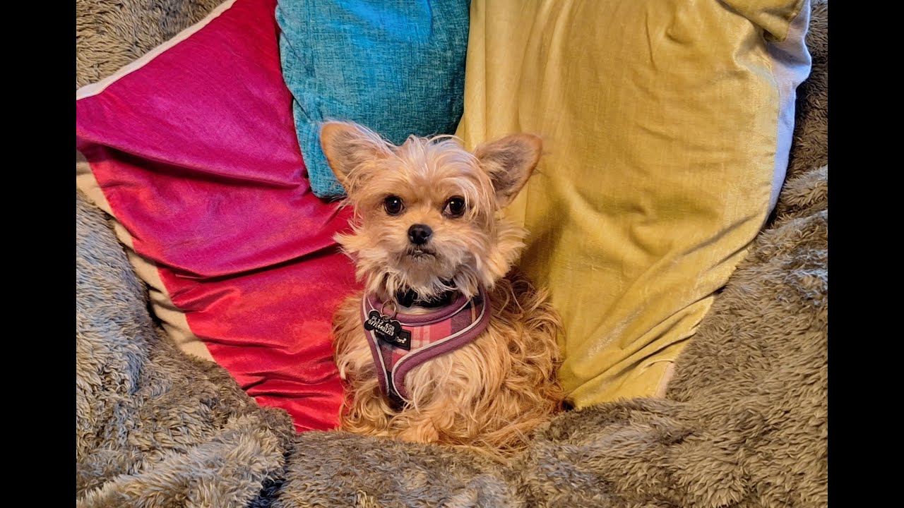 Taika!   Memories of our little dog Now in Doggy Heaven