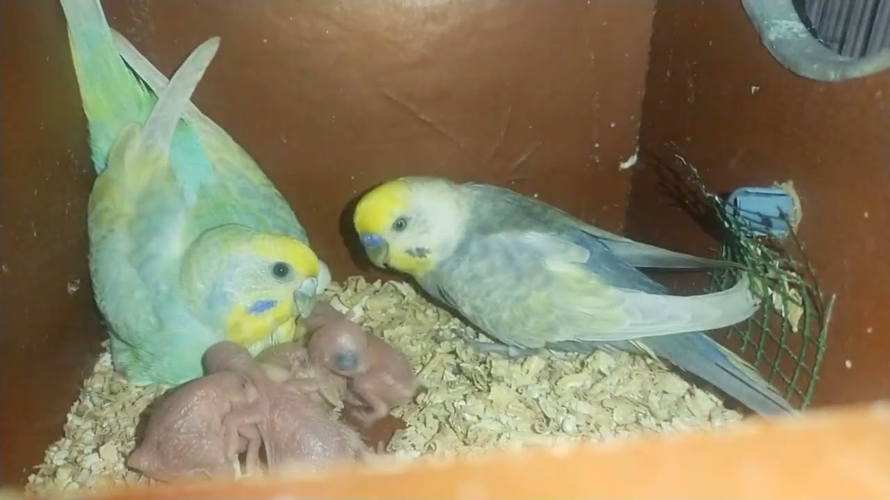 My Rainbow budgies collection and their progress