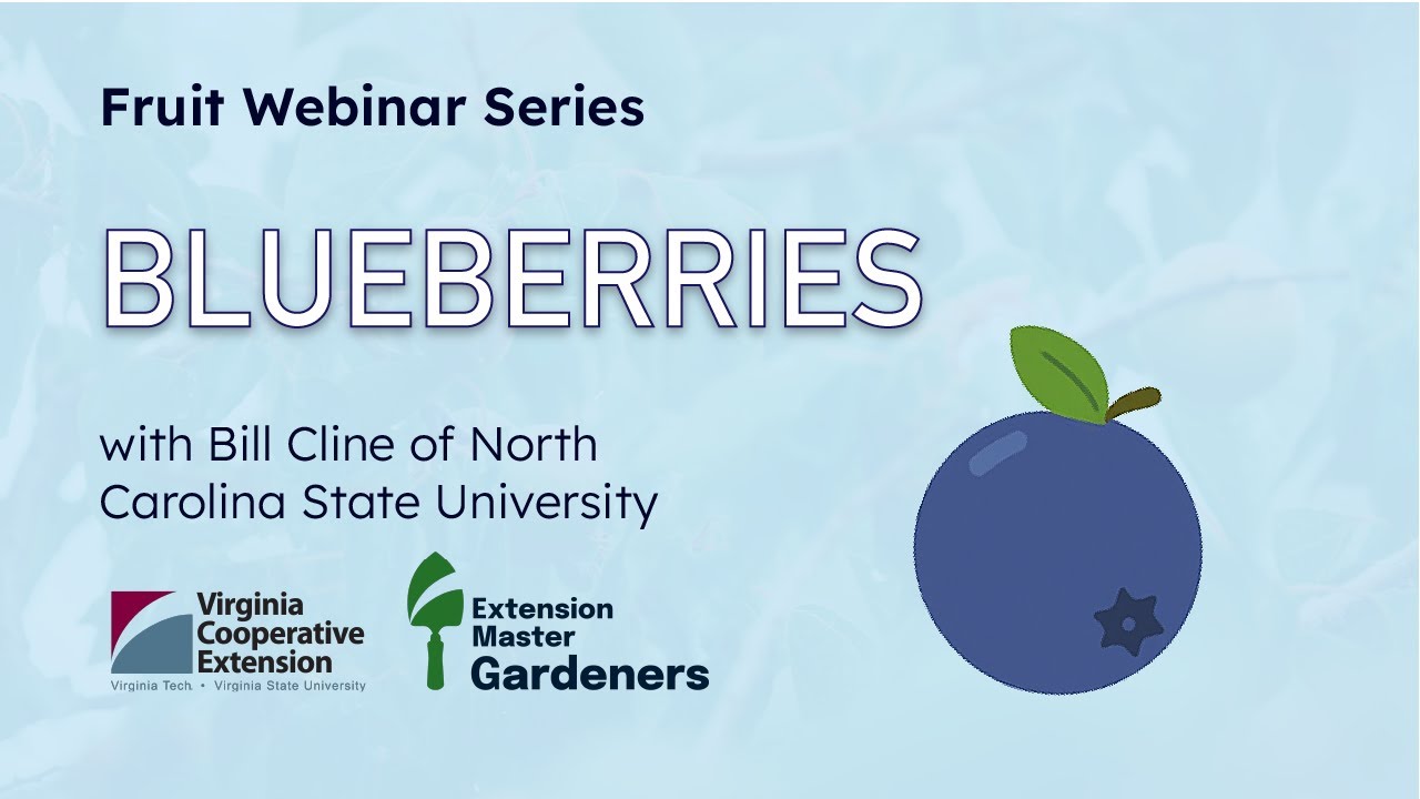 VCE Fruit Webinar Series  - Blueberries with Bill Cline