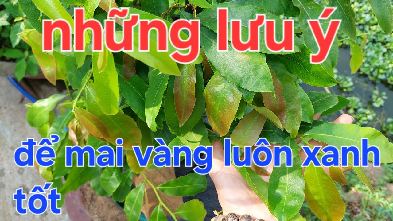 Những lưu ý quan trọng để cây mai vàng luôn phát triển và xanh tốt