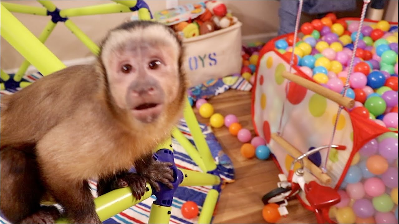 Cute Monkey Playing, Jumping, Swinging, Training!