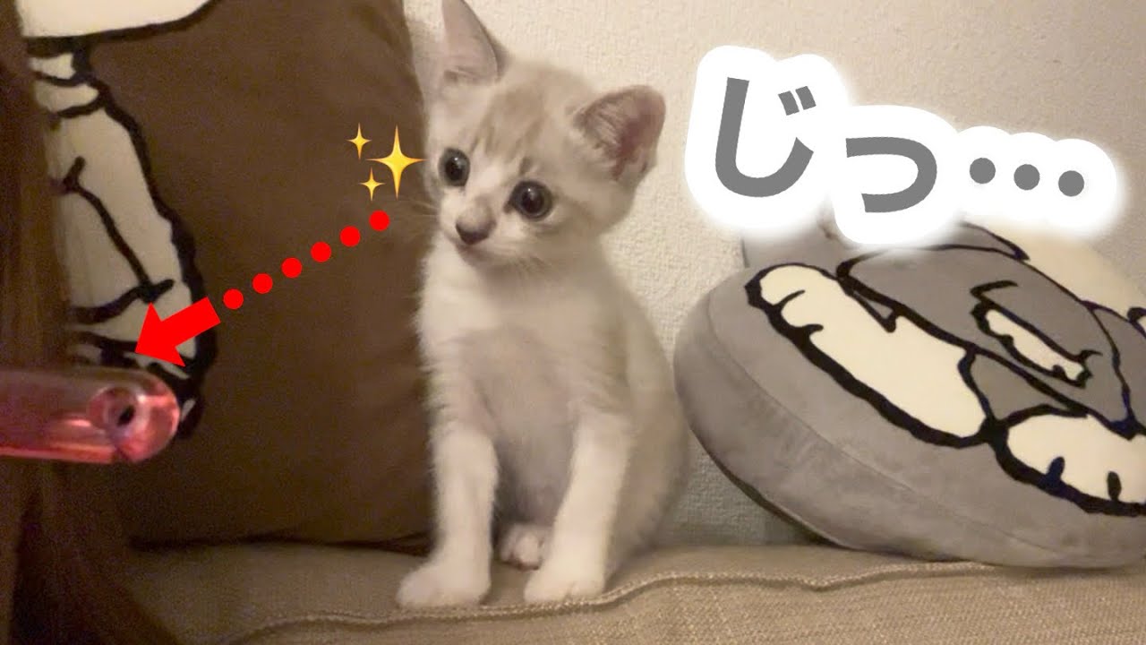 歯磨き中、子猫がまさかの行動に出ました🪥笑