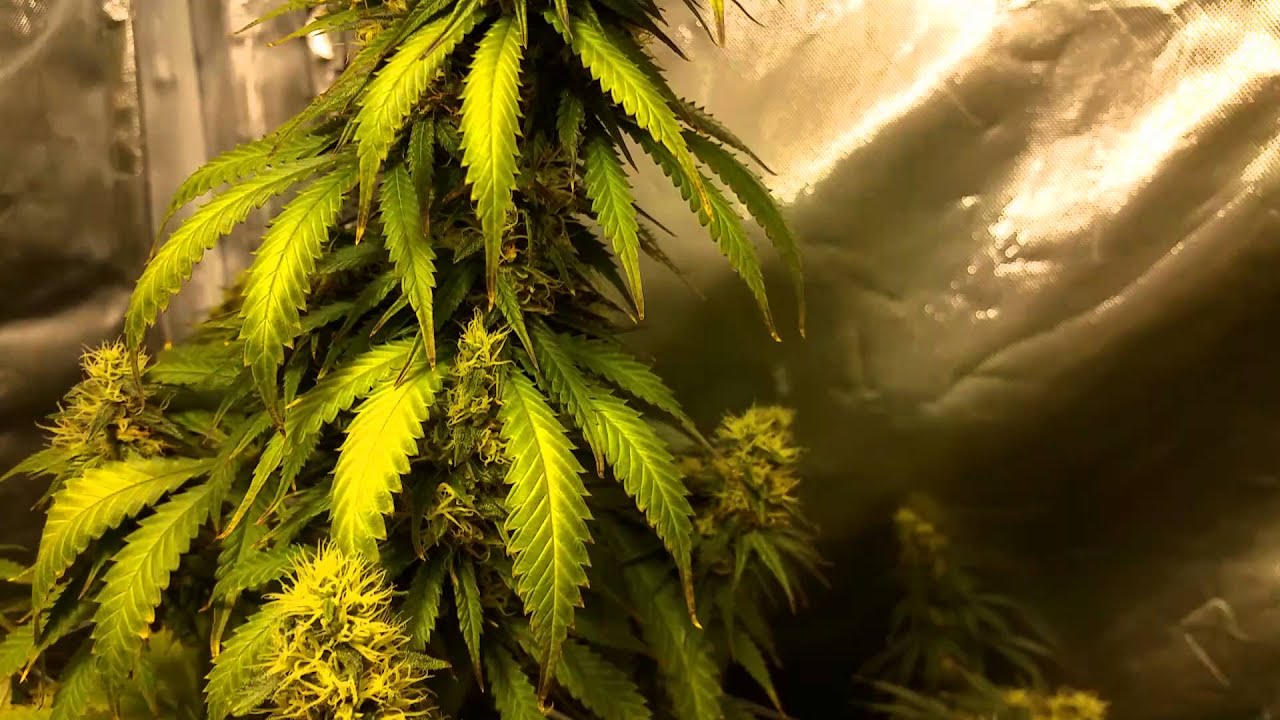 MARIJUANA GROW organic v chemical flowering week 7