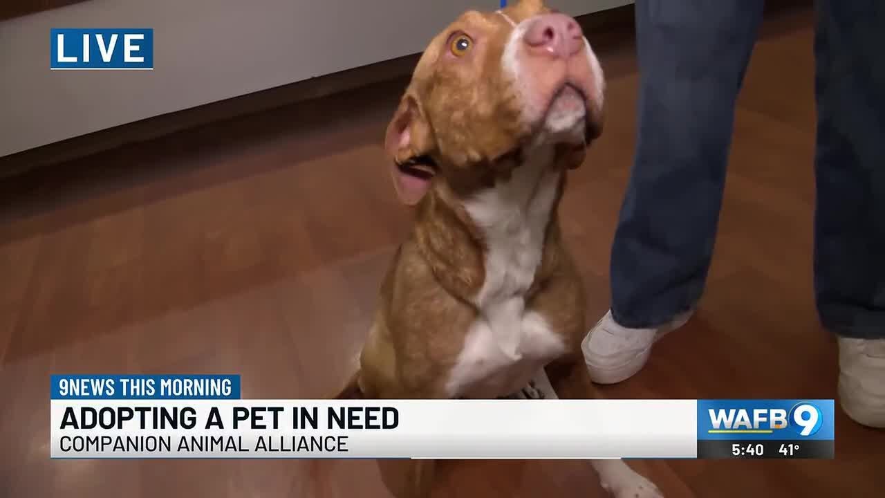 Adopting a pet in need