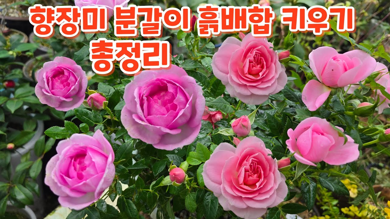 #향장미 #분갈이 #흙배합 #키우기 총정리 #장미 분갈이 이영상으로 졸업하세요