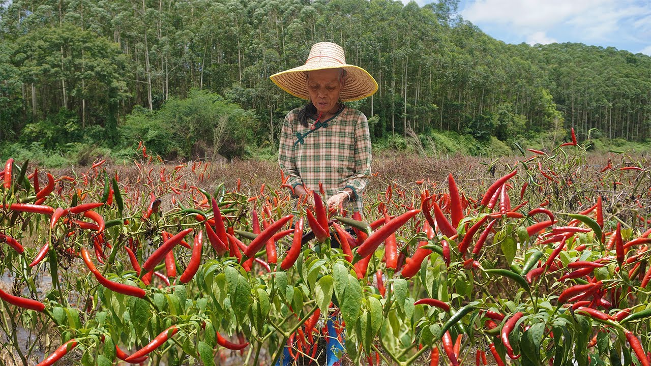 沒人要的干辣椒，阿婆摘回50斤蘸排骨，孫子大口吃肉直呼過癮Amazing chilli, grandma uses chilli to make traditional food｜广西 美食｜玉林阿婆
