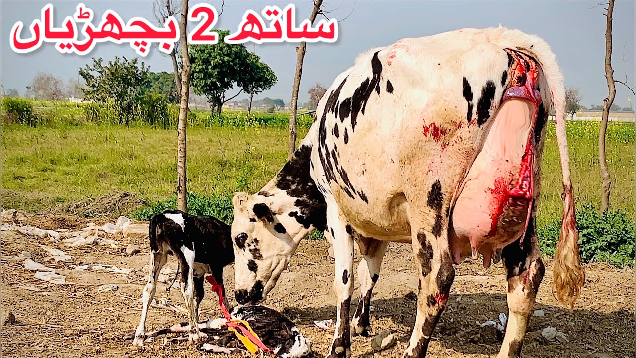 Jersey cholistani cross cow  | Jersey friesian cross cow | cow for sale new video | Big udder cow 