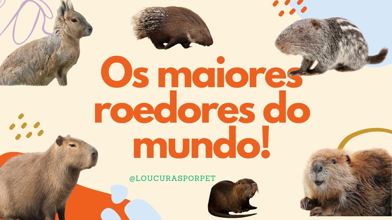 Os maiores roedores do mundo! #roedores #animaisraros #animals