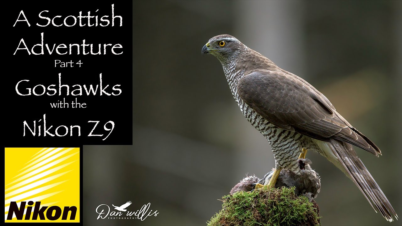 Goshawks with the Nikon Z9