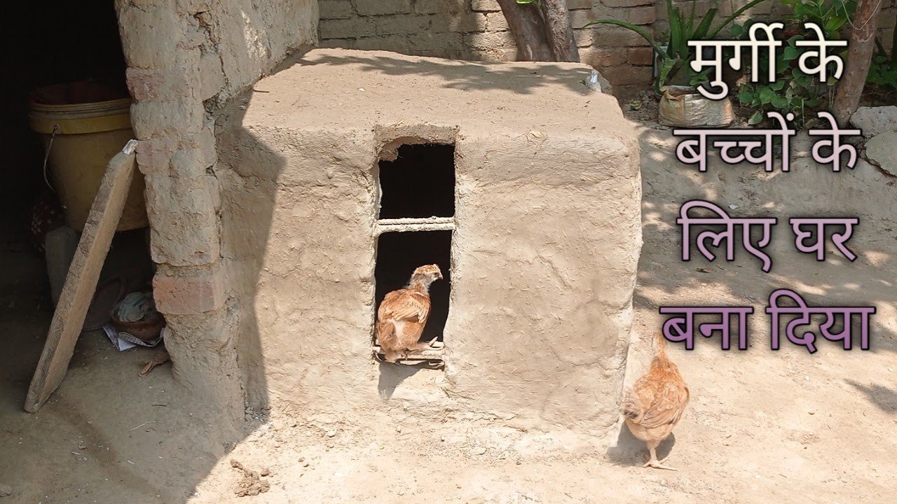 murgi ke bacho ke liye Ghar bana diya