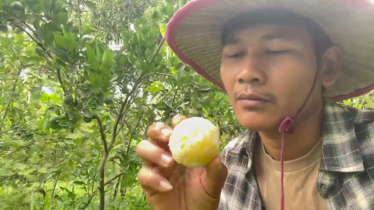 The art of making traditional Khmer bamboo sticky rice Kralan