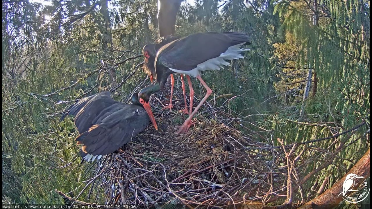 Melnais stārķis LDF tie&scaron;raide.Tre&scaron;ais tēviņ&scaron; ligzdā.Kautiņ&scaron;:( 5.05.2021