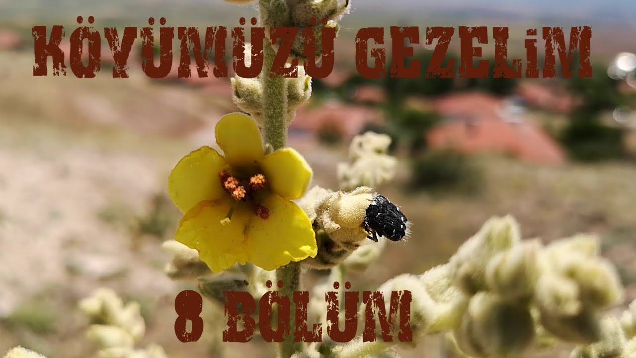 Köyümüzü Gezelim 8 Bölüm, Gezelim Görelim