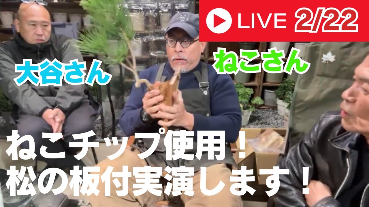ねこチップ使用！松の板付実演します！