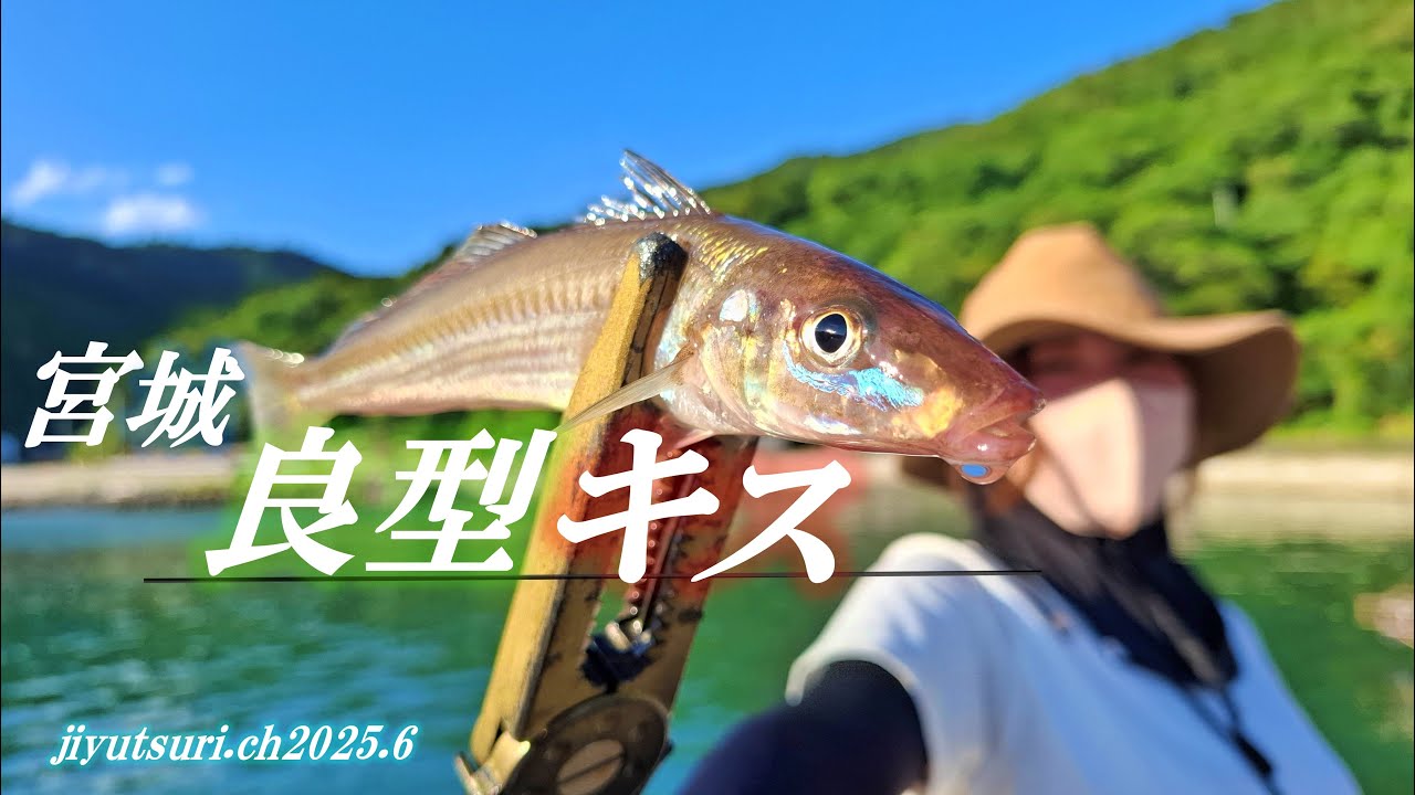【宮城のキス釣り】よく引く良型キス釣りが楽しい♪