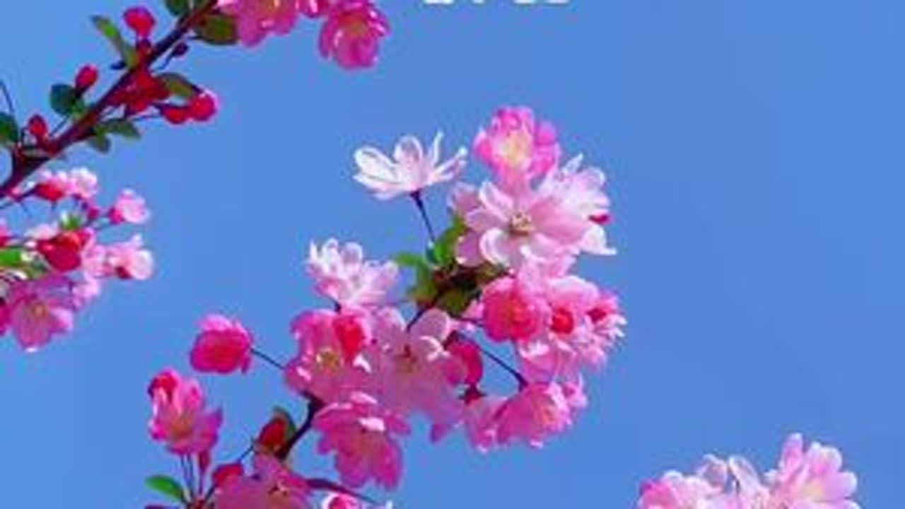 #爱生活爱养花