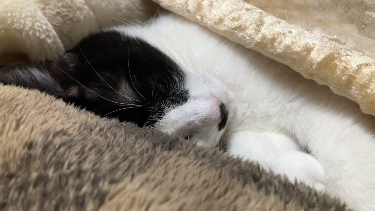 私のお腹の上で寝てしまったキャベツ😪