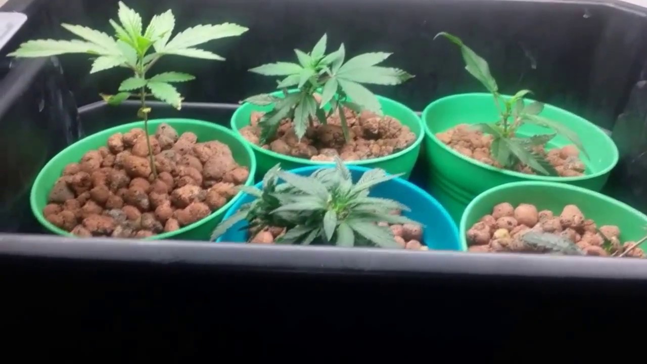 2nd Grow   Week 1 Veg