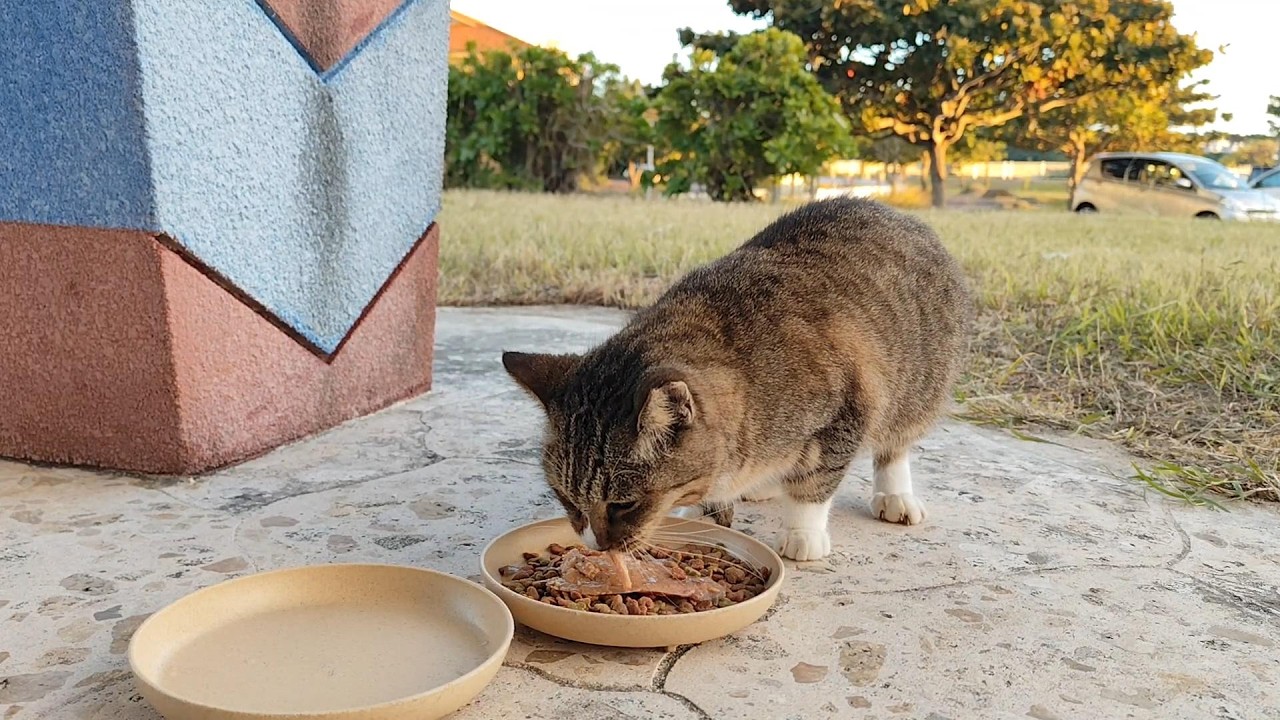 2025.12.4 猫巡り ビーチ猫のビビちゃんとに美味しいカリカリと大好きなウェットフードを