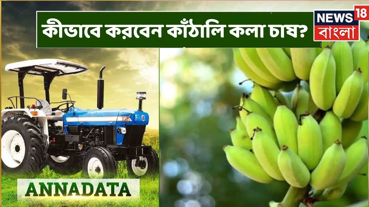 Annadata : কীভাবে করবেন লাভজনক কাঁঠালি কলা চাষ? দেখুন অন্নদাতা । Bangla News