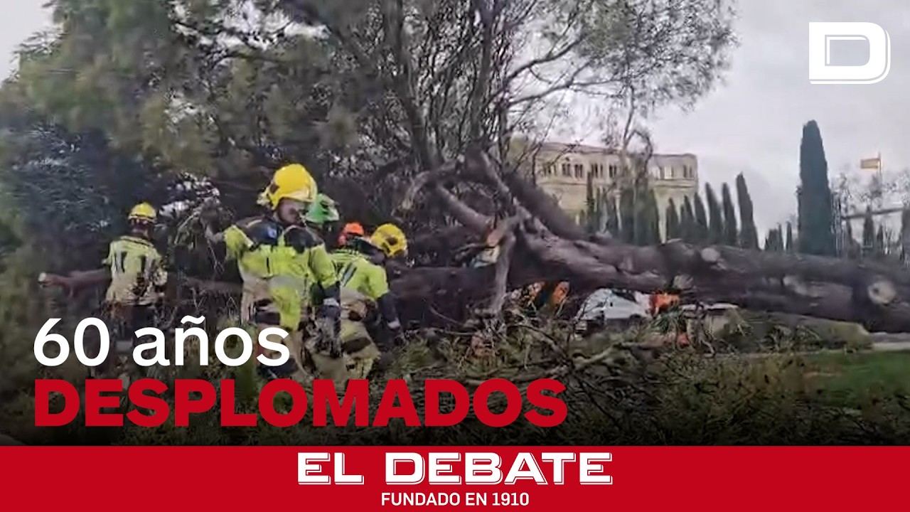El histórico árbol de la Plaza de España en Guadalajara, derribado por las borrascas