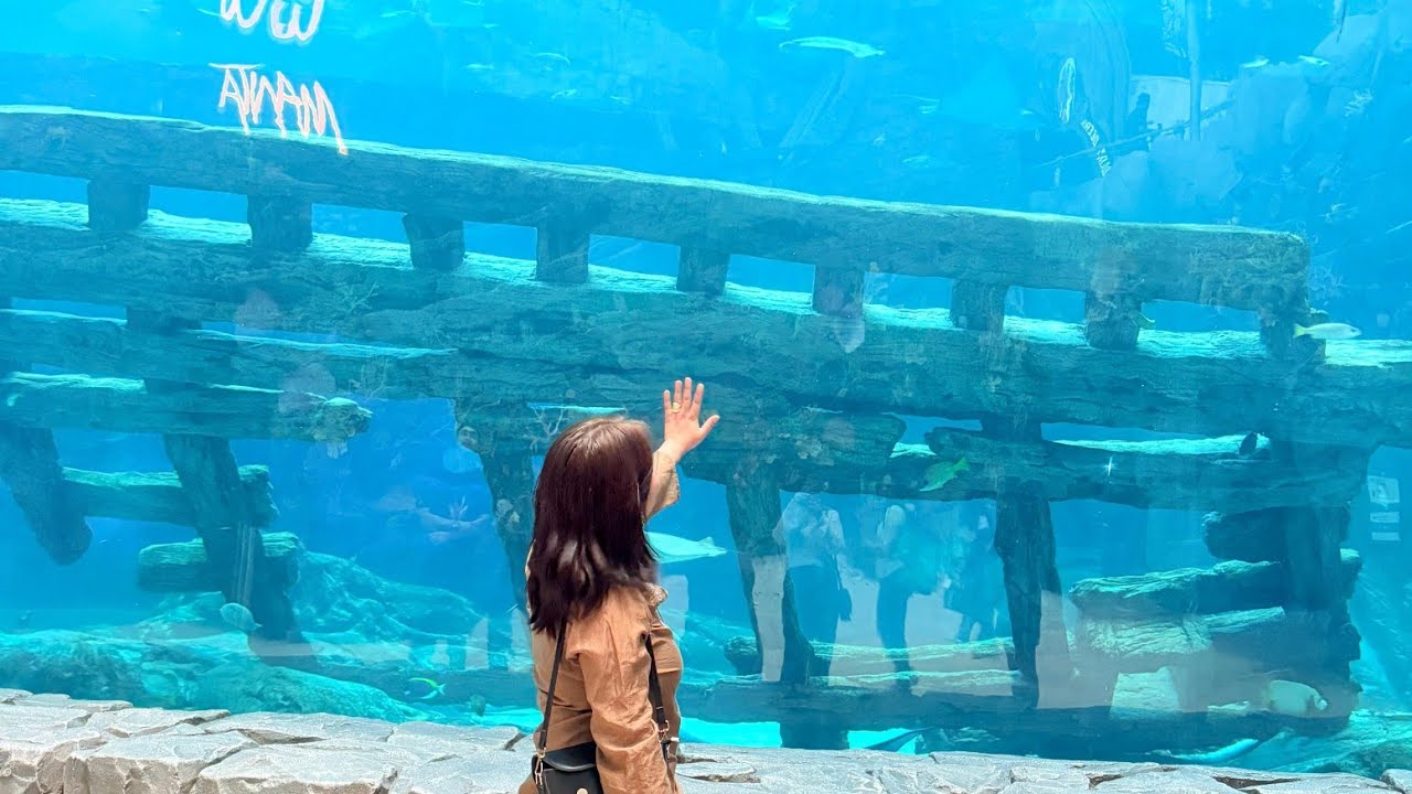Dolphin show 🤌🐬 it was a wonderful experience 🥹