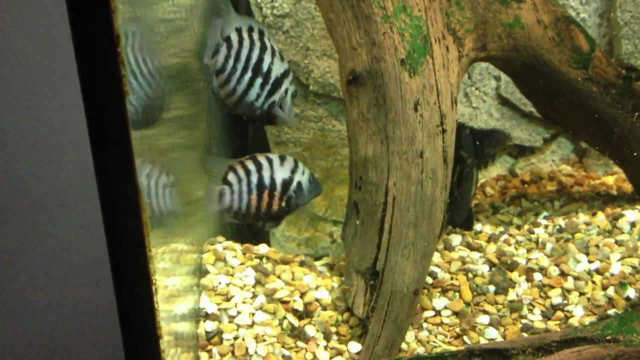 Jaguar Cichlid VS Convict Cichlids