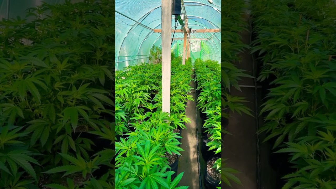 Morning shot of the LCG. #420 #cannabistalk101 #weedgram %