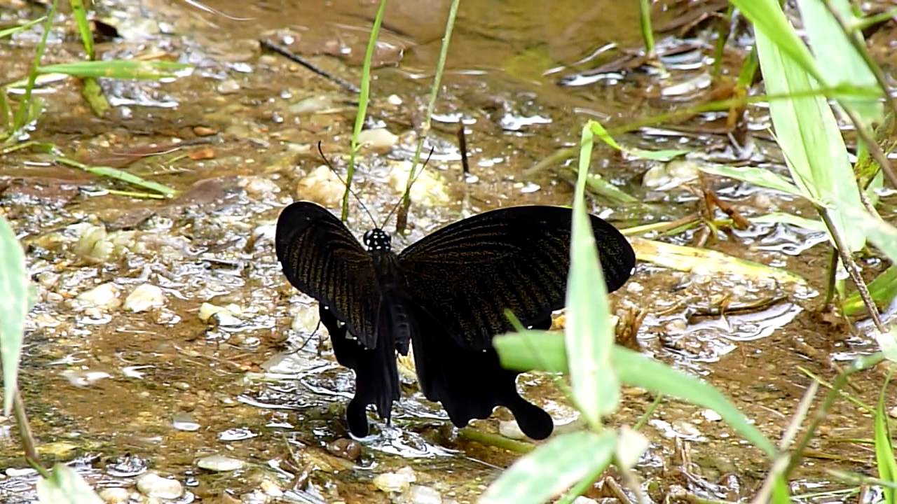 (Phuket) Papilio helenus helenus (M)
