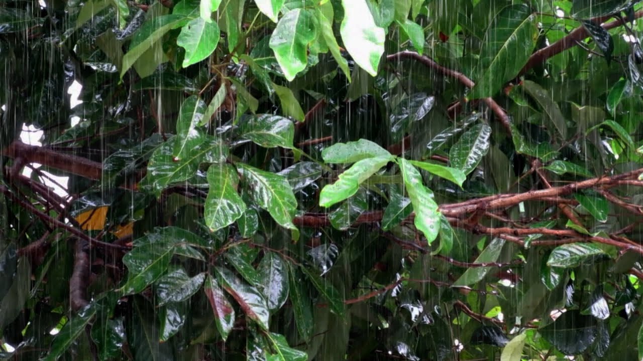 Rain and Thunder Sounds for Sleeping 🌧️⛈️ Deep Sleep & Relaxing Storm Ambience
