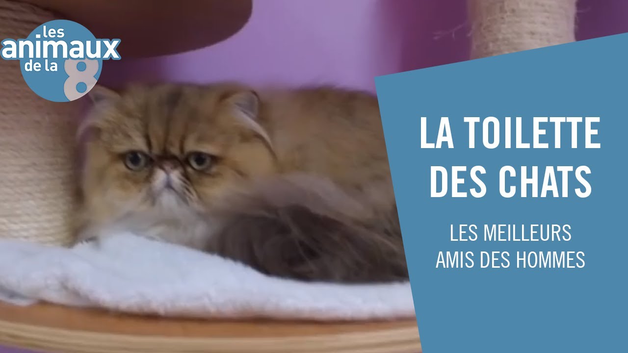 Quand le chat persan prend sa douche - Les Animaux de la 8