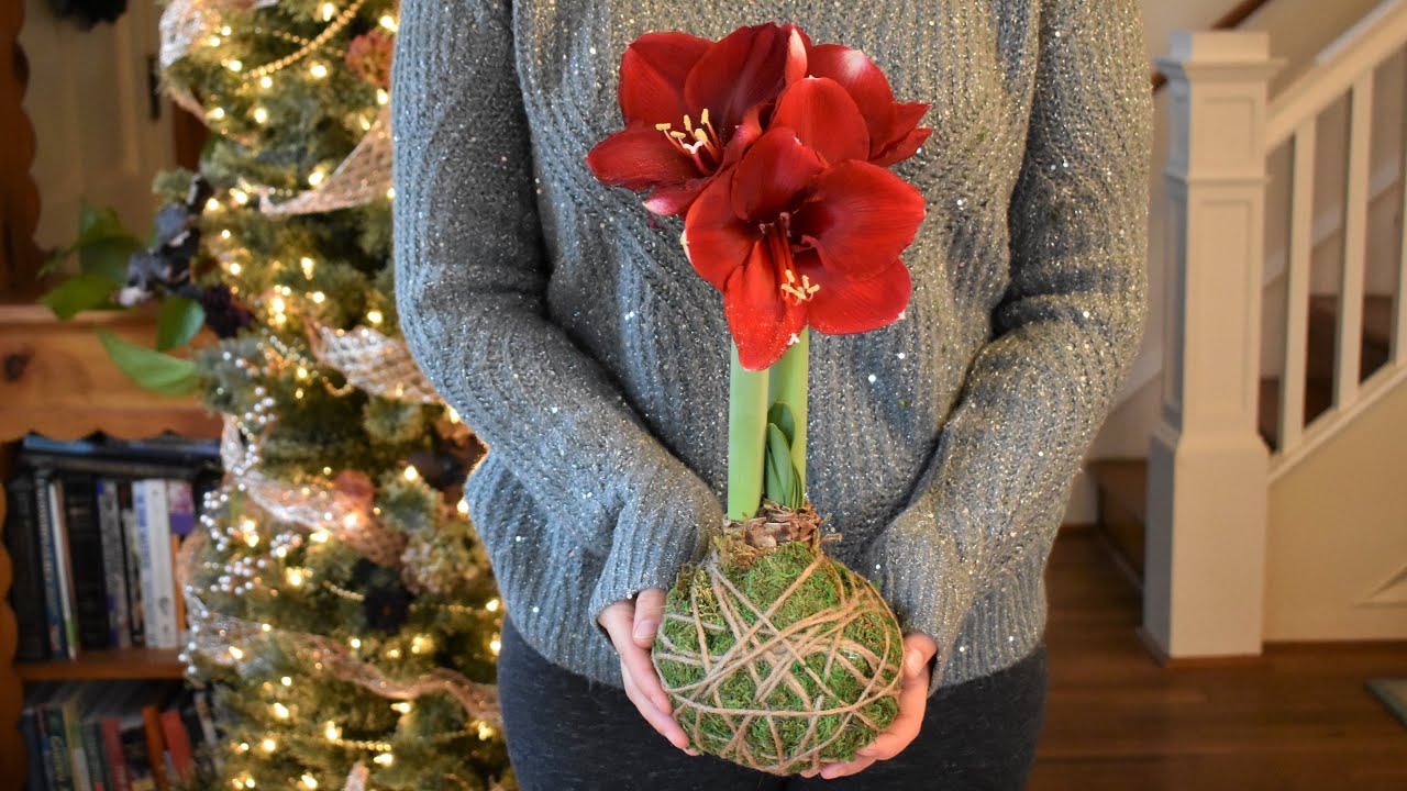 Moss Wrapped Amaryllis Bulb and Care // Northlawn Flower Farm