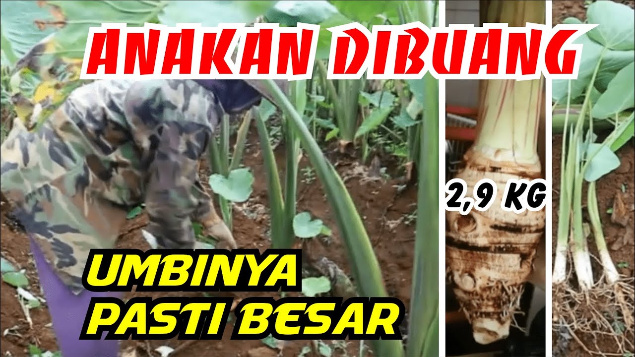 Cara Perawatan Talas Bogor Agar Berumbi Besar