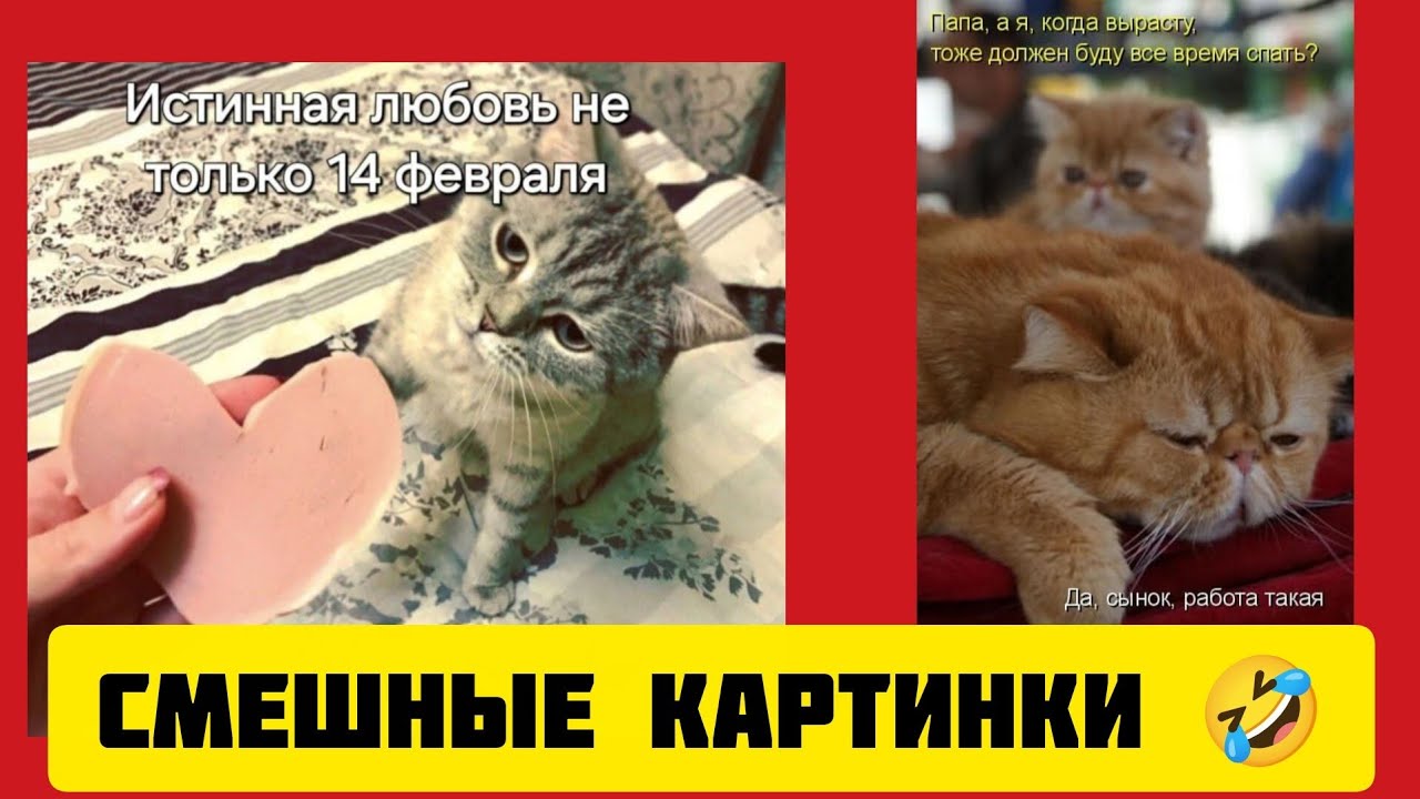Папа, а я, когда вырасту,тоже должен буду все время спать💤?Да, сынок, работа такая🤣