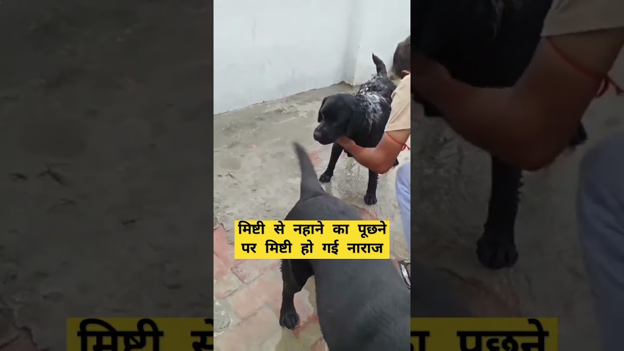 मिष्टी से नहाने का पूछने पर मिष्टी हो गई नाराज 