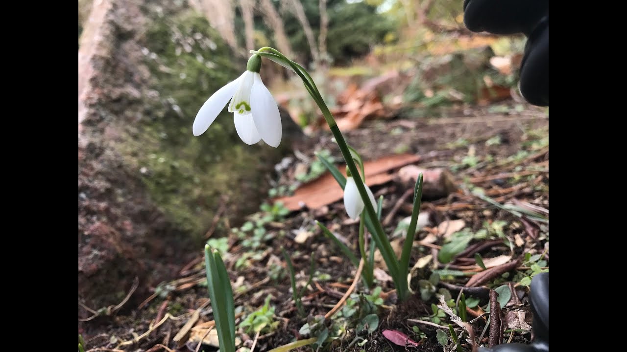 Snowdrop (Galanthus nivalis)