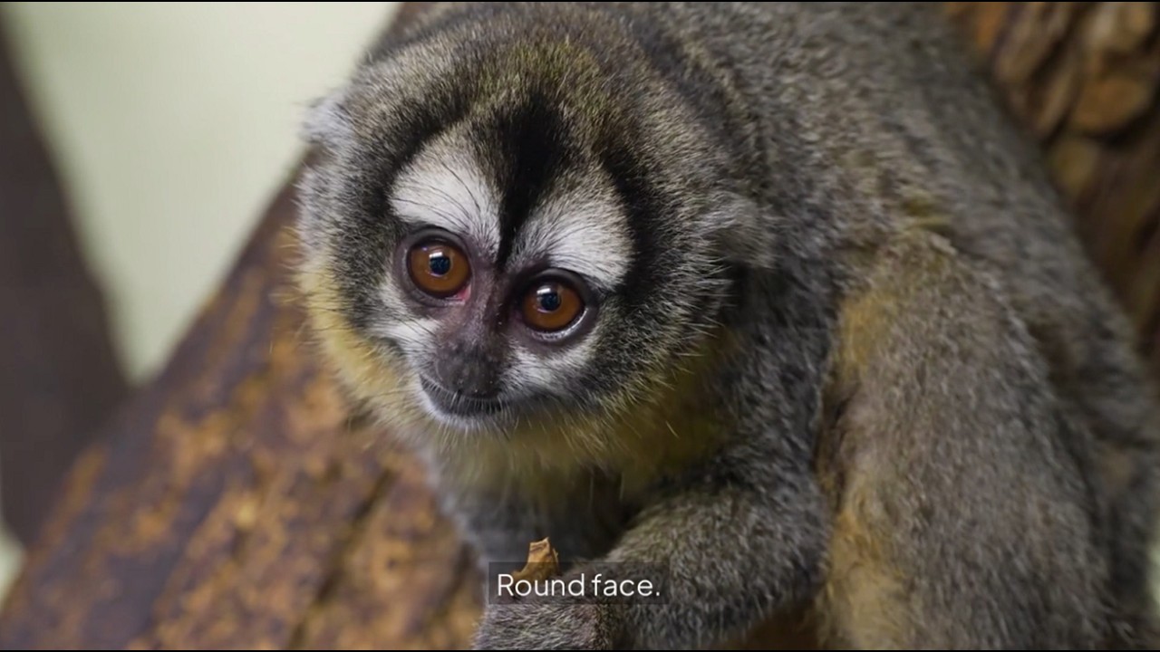 Cute Animals That Can Actually Kill You