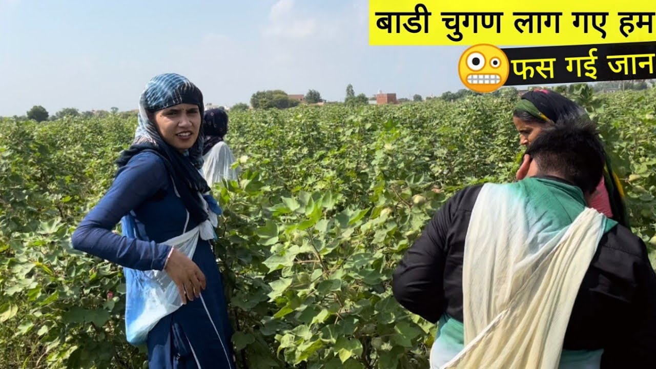 बाड़ी चुगण ला दिए मौसी ने हम सारे 😁 शिखर दोपहर खेत में काम करना पड़ा 🤦🏻‍♀️ Desi Family Vlogs