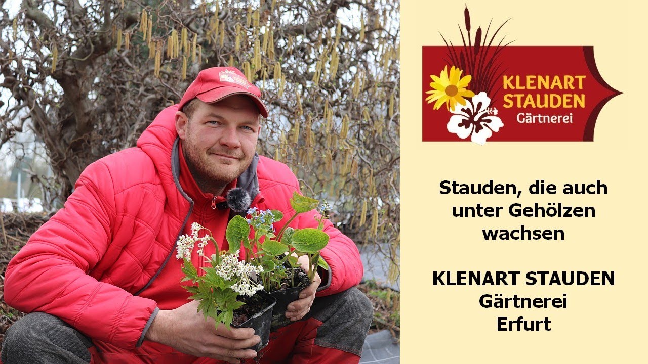 Stauden, die auch unter Gehölzen wachsen