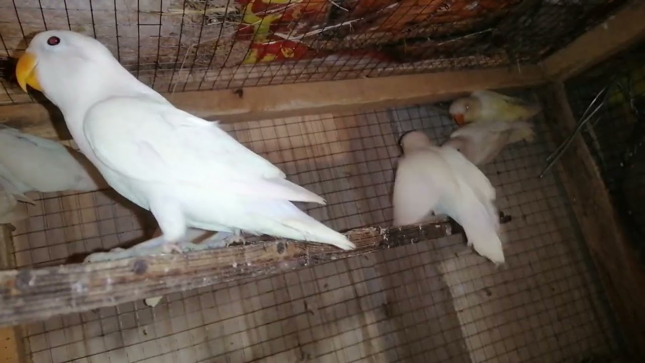Love Bird 12 self chicks |self chicks |#africanlovebirds #albinoredeye #breedingprogress #lovebirds