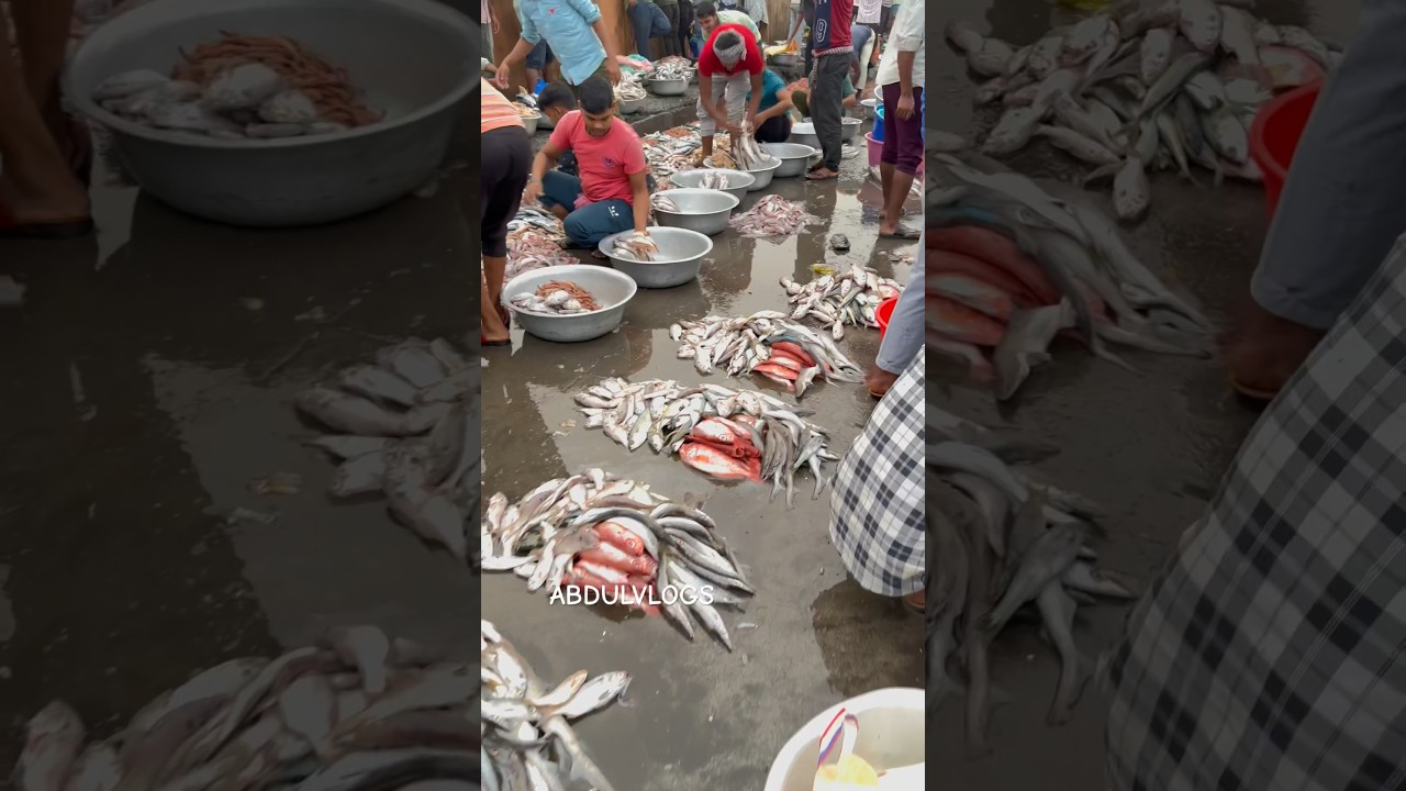 Bhaucha dhakka Mumbai biggest fish market wholesale market #india #fish #bhauchadhakka #mumbai