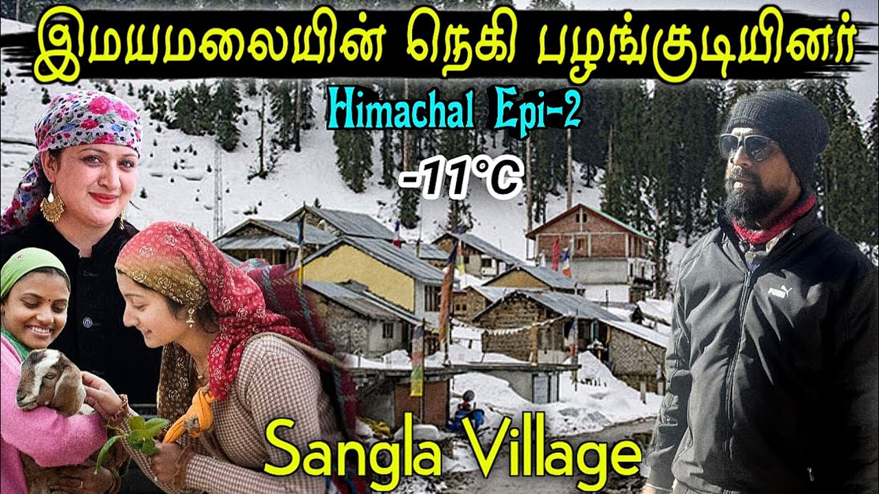 குளிரை சமாளிக்க வித்தியாச முறையில் வாழும் இமயமலையின் நெகி பழங்குடியினர்|negi tribes|sangla village
