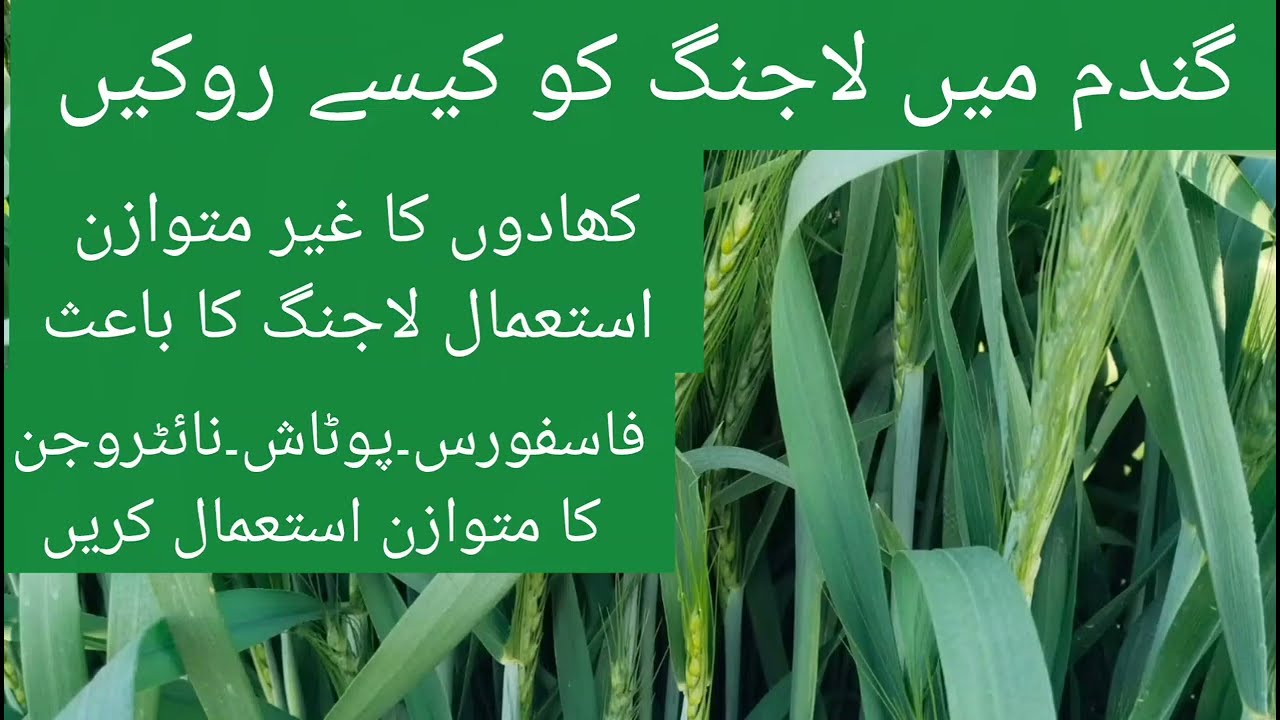 گندم میں لاجنگ کو کیسے روکیں