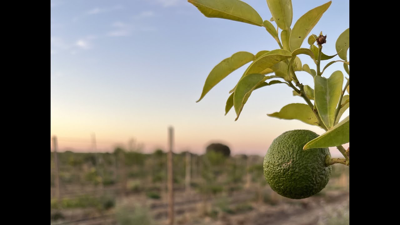 La plantation de Yuzu : le d&eacute;but d'une longue aventure