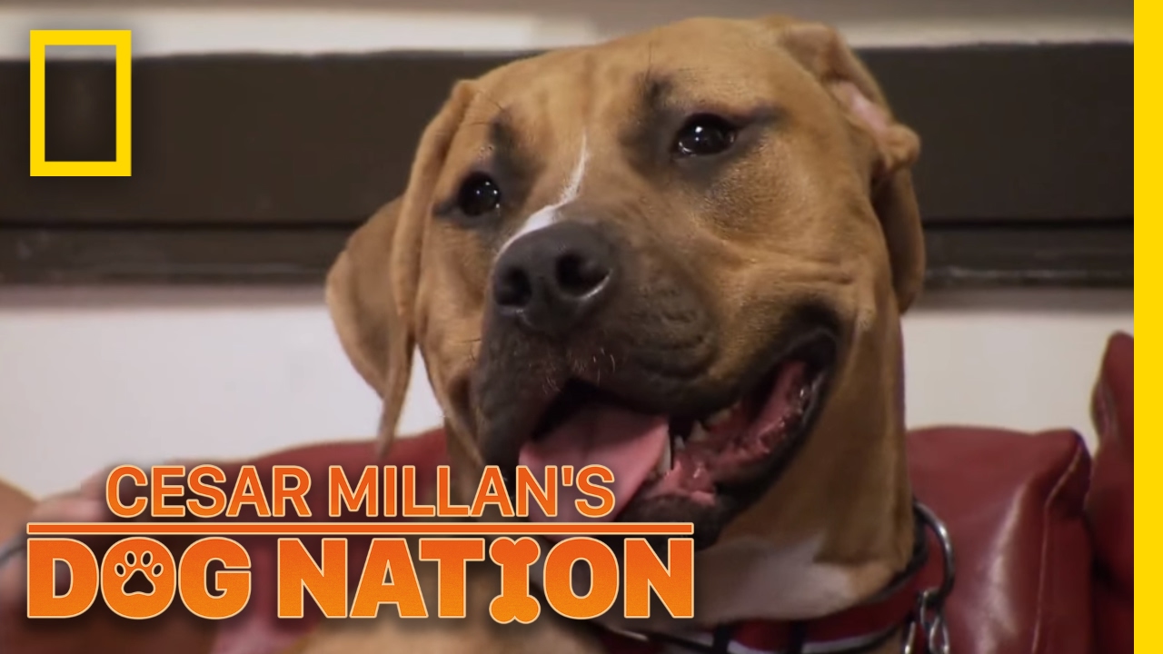 The Cutest Firehouse Pup in Chicago | Cesar Millan's Dog Nation