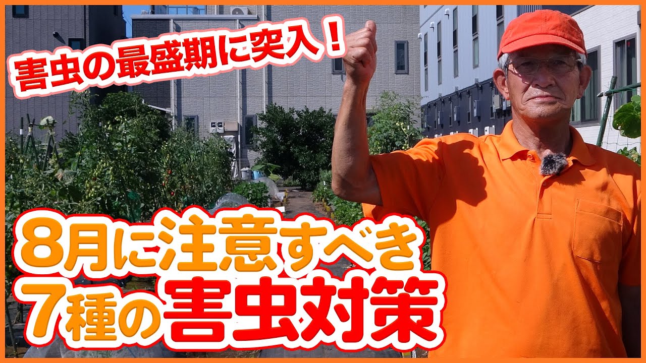 8月に注意する害虫対策！家庭菜園でトマト・ナス・ピーマン・キュウリの栽培で気をつけたい7種の注意ポイントを紹介！【益虫】【農業】